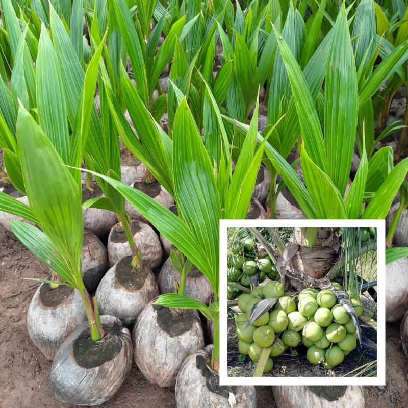 Bibit Kelapa Wulung Asli Bisa Cod