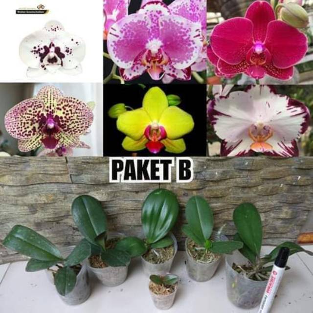 Paket anggrek murah 5 remaja dan 1 seedling anggrek bulan ...