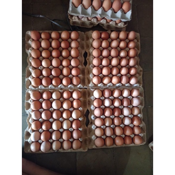 

TELUR BLITAR GLOWING 5KG