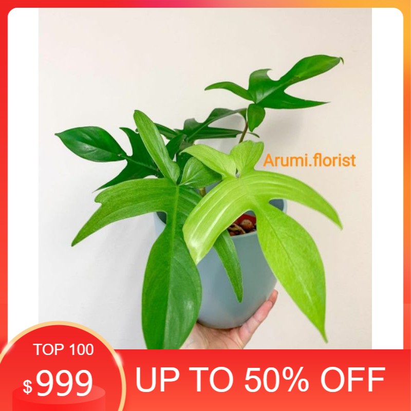 Tanaman Hias Philodendron Florida Beauty / Florida Ghost / Florida Merpati