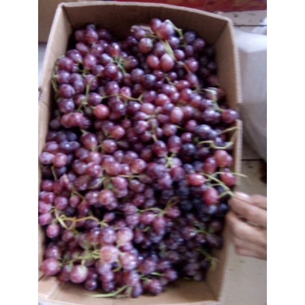 

Buah anggur