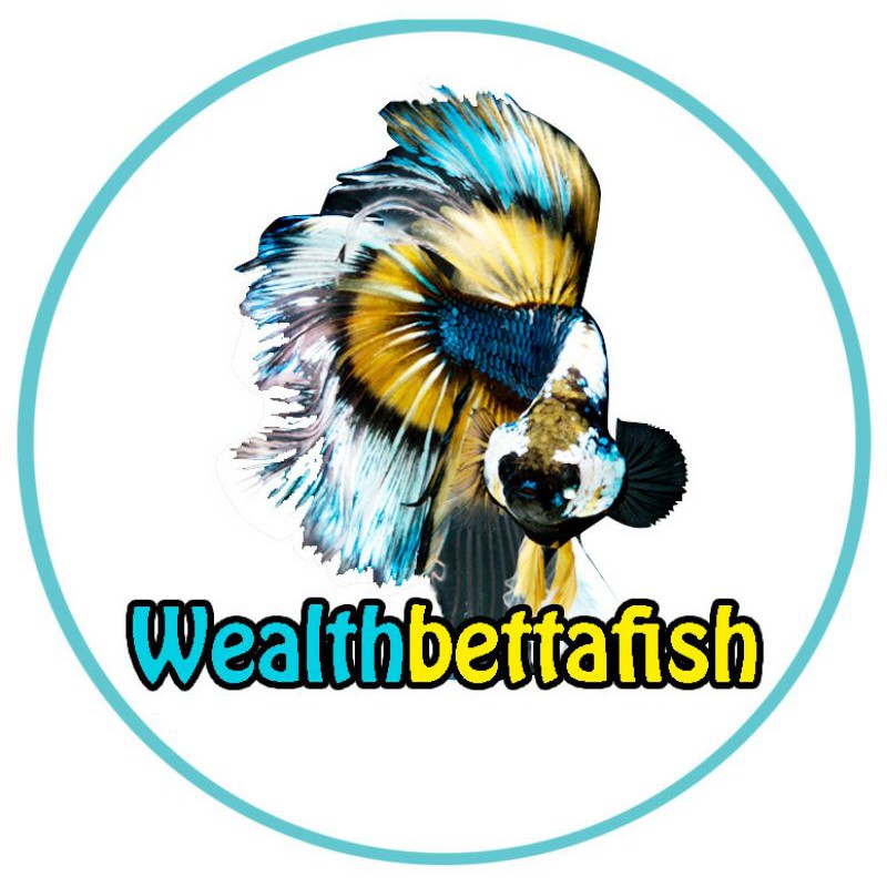 IKAN CUPANG HALFMOON BIG EAR