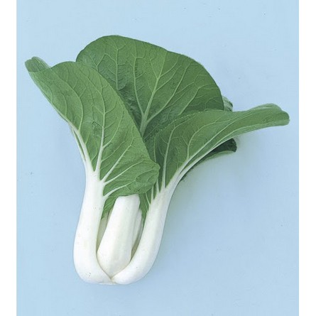

Bibit Benih Biji Pakchoy White Sawi Pakchoi Pakcoy Dakota Pokcoy Pokcay seeds Sawi Batang Putih
