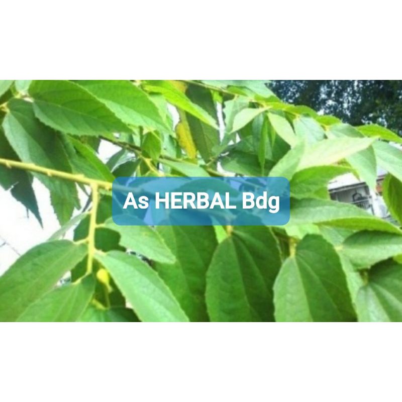 

Paket 500 gram daun kersen segar fresh-az