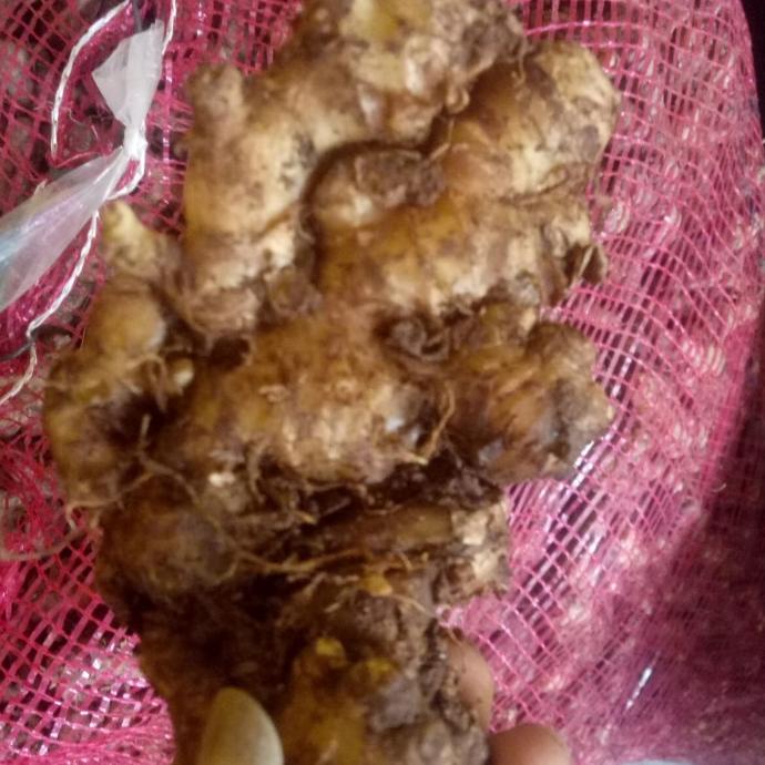 

PROMO jahe emprit jawa 1kg bersih MURAH