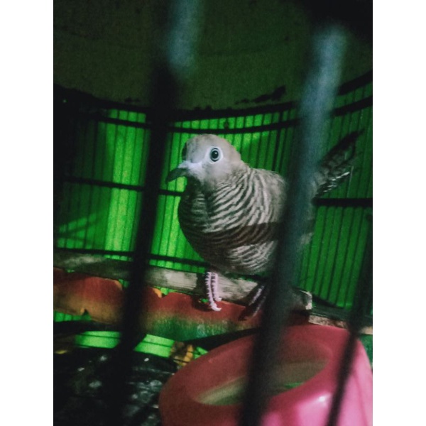 Burung perkutut cemani katuranggan Pancoran mas