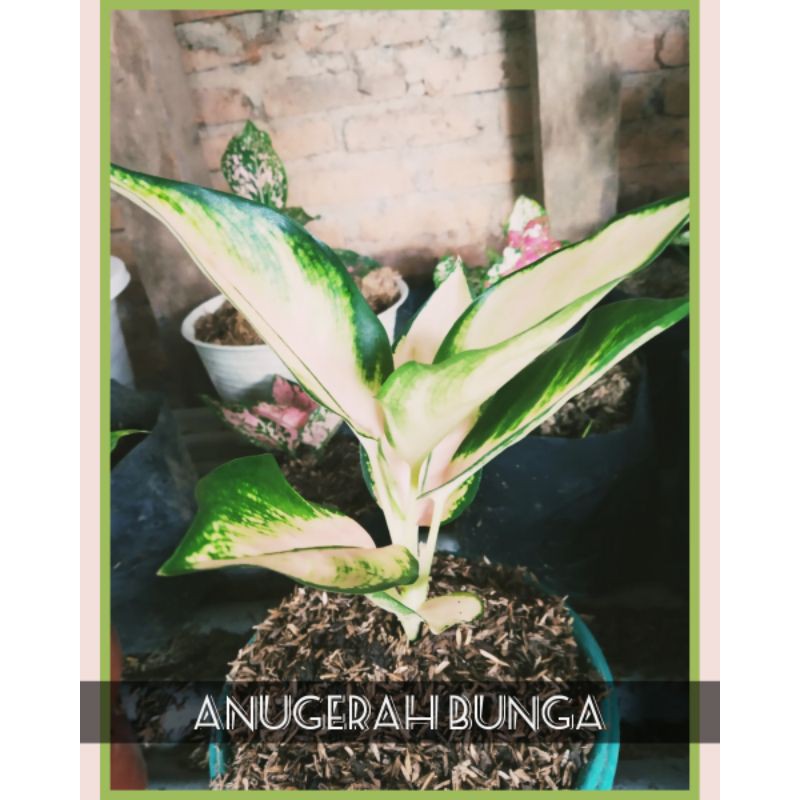 AGLONEMA KOCIN SUTRA