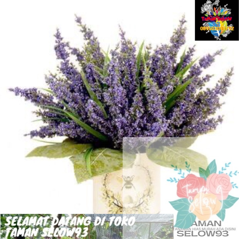 tanaman hias lavender bunga lavender tanaman hidup/bunga hidup