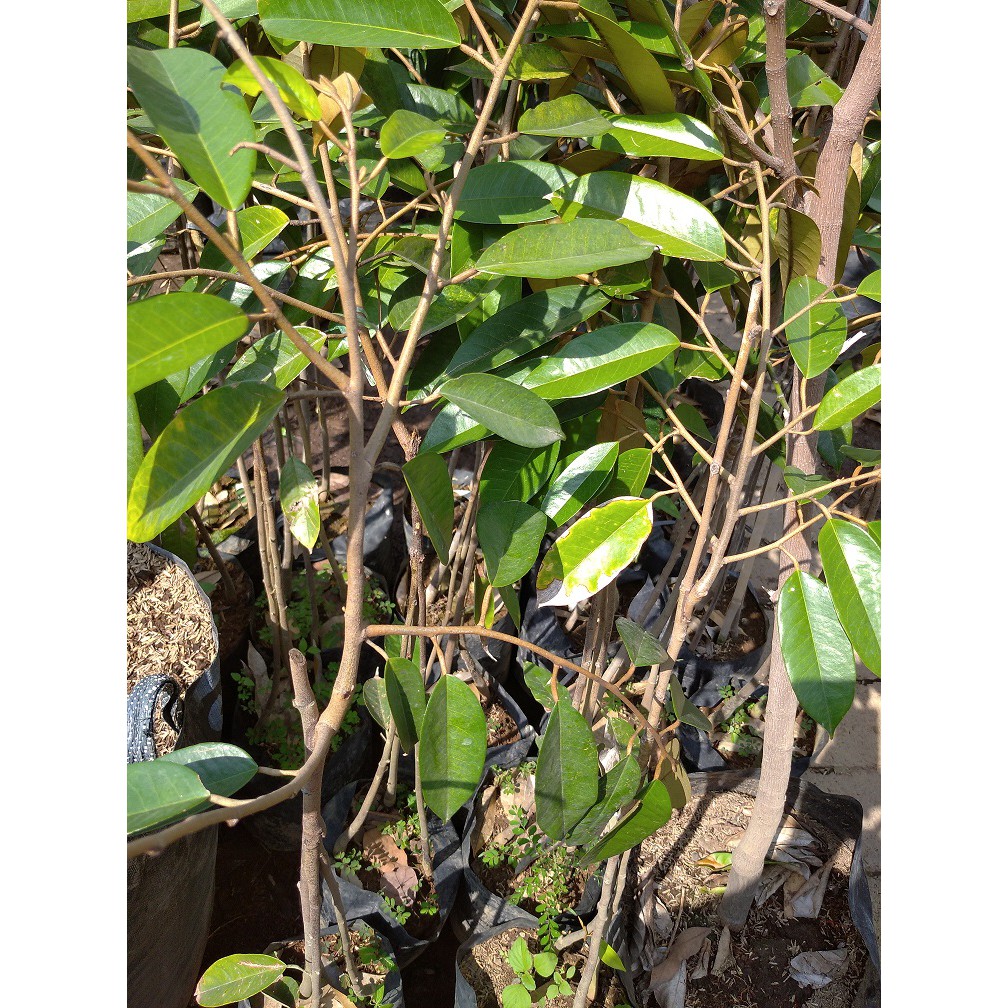 DURIAN BIBIT TANAMAN~DURIAN BENIH MUSANGKING~MONTONG~