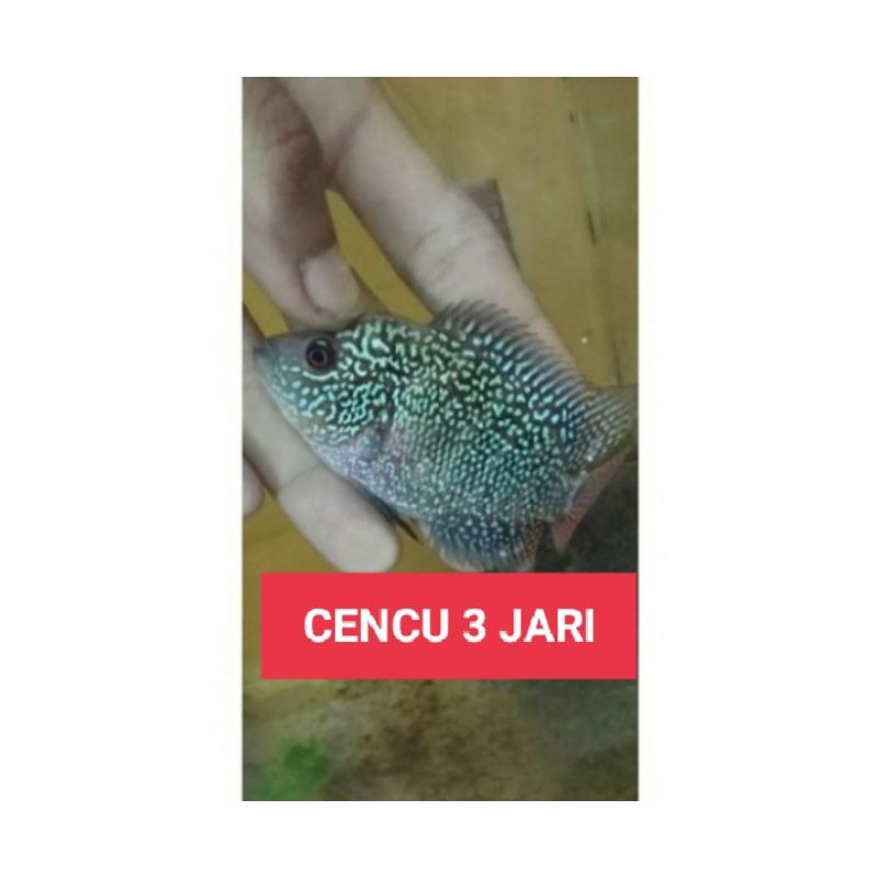 IKAN LOUHAN CENCU 3 JARI RINTIK MONGOL UP