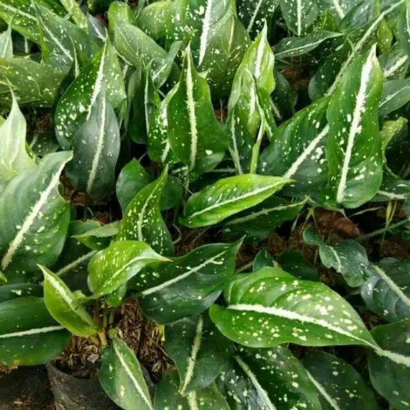 Tanaman hias aglaonema srikit/blanceng srikit