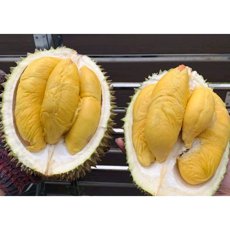 DODOL Durian  - Boga Rasa