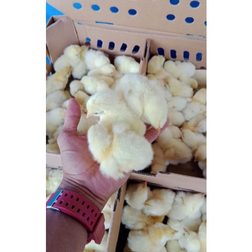 DOC BROILER/ANAK AYAM PEDAGING