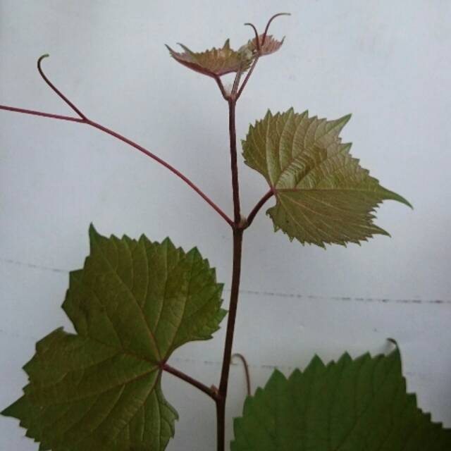andiziwana