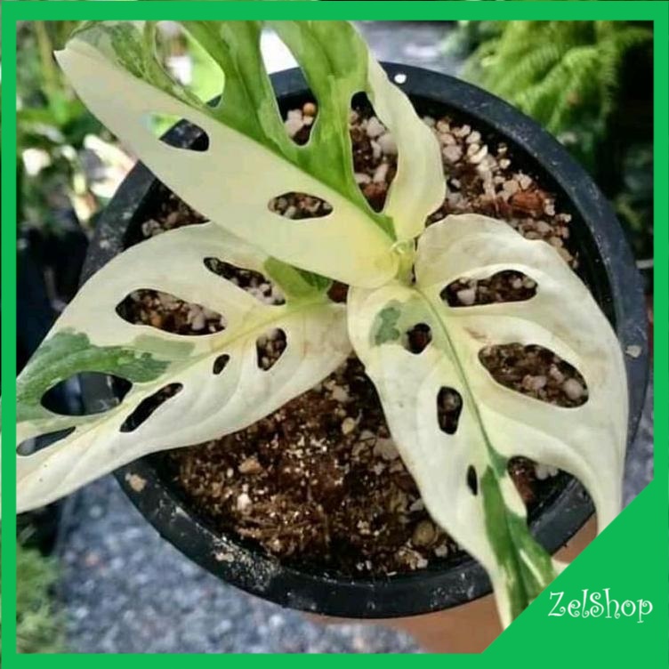 Monstera Adansonii Variegata Albino / Janda Bolong Varigata / Janbol Varigata / Janbol Albino