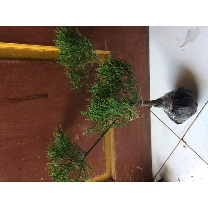 Tanaman Jadi !! Bibit Cemara Udang