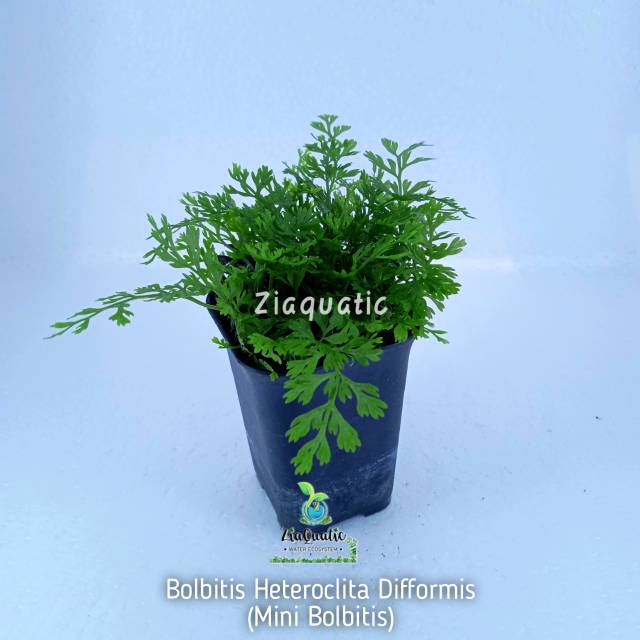 Bolbitis Heteroclita Difformis