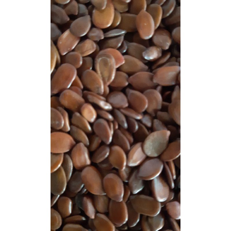 biji Lamtoro Gung (Leucaena leucocephala) atau Lamtoro, petai cina, atau petai selong