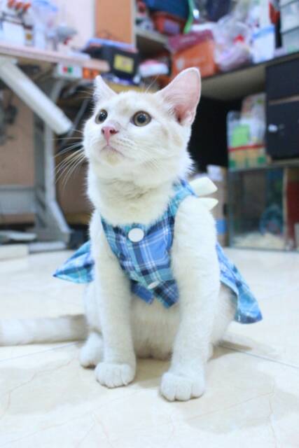 Dress kotak-kotak biru natural untuk kucing dan anjing / baju kucing murah terlaris size S M L XL