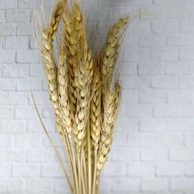 10pcs Gandum Kering Natural Dried Wheat Bunga kering dried 10pcs Gandum Kering Natural Dried Wheat Bunga kering dried