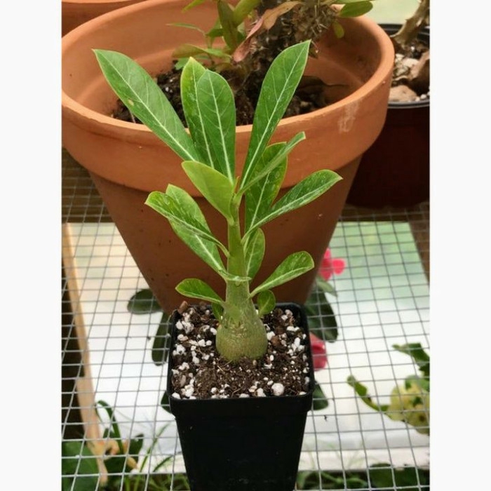 

Bibit Bunga Kamboja Jepang Red Black Disert - Kamboja Adenium