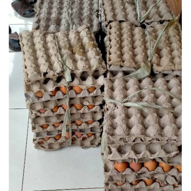 

Ayam telur grosir/eceran