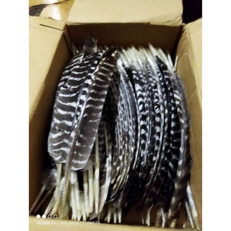 BULU AYAM KALKUN UTUH MULUS