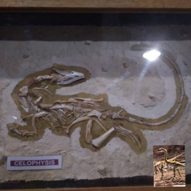 Hiasan dinding figura fosil hewan dinosaurus celophysys