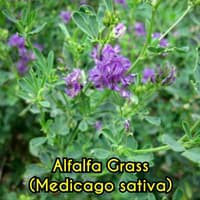 100+ Benih Bibit Biji - Rumput Alfalfa Grass (Medicago sativa) ORIGINAL - IMPORT