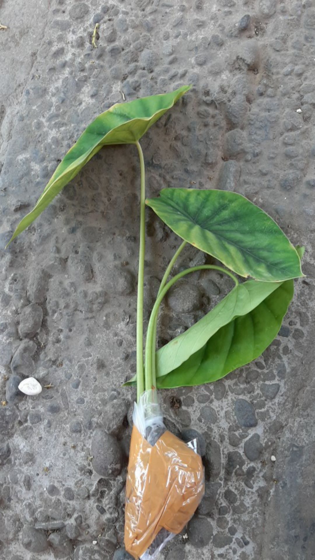 Alocasia Green Shield ( Cylpeolata )