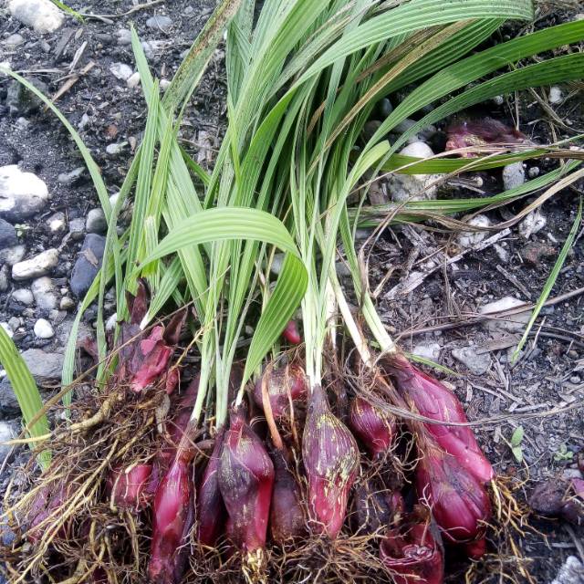 

Bawang dayak