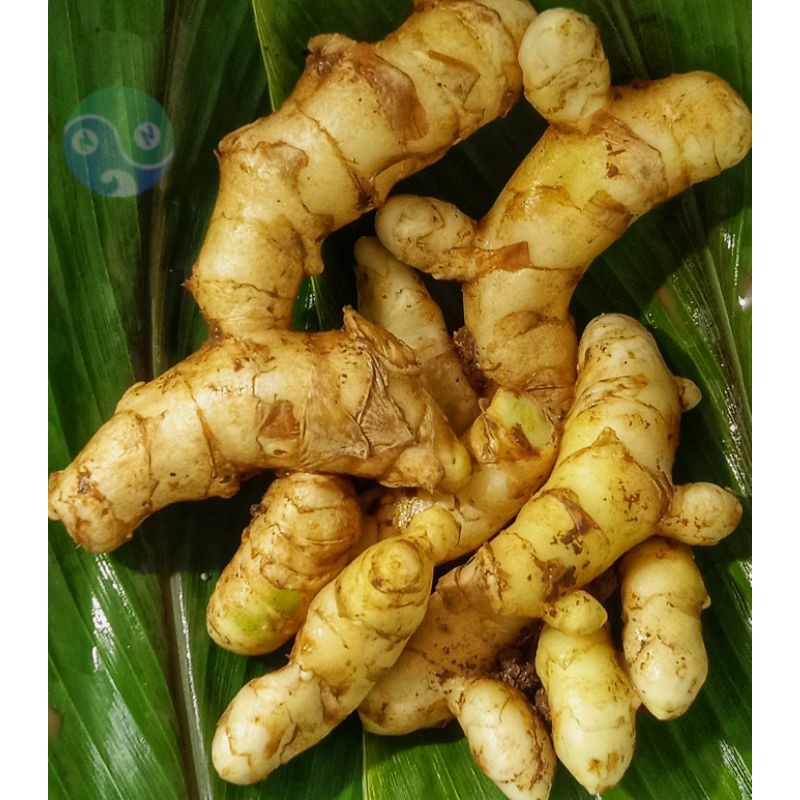 

Kunyitputih/CurcumaZedoaria