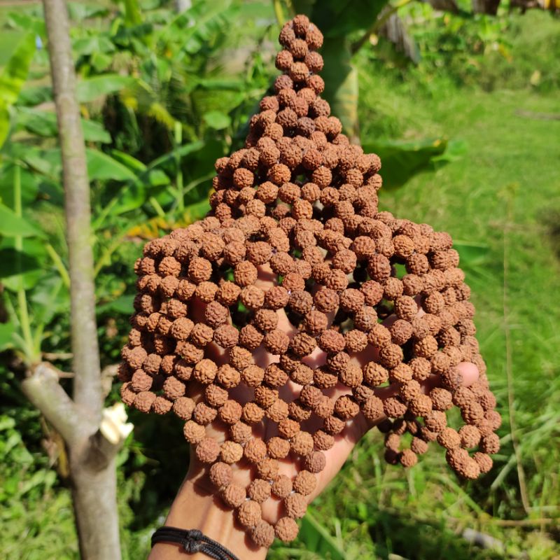 rudraksha topi mahkota rudraksha