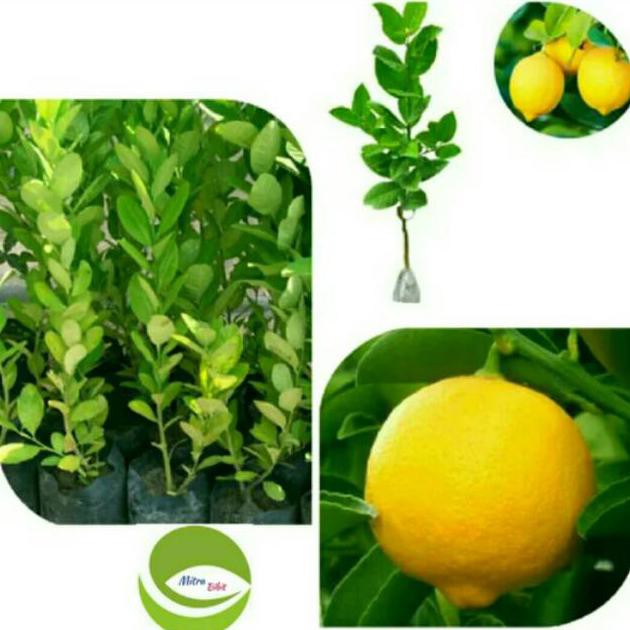 D4N BIBIT TANAMAN BUAH JERUK NIPIS MANIS ASLI/POHON BUAH JERUK NIPIS MANIS