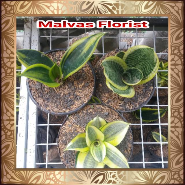 Tanaman hias - bibit bunga sansivieria paket C