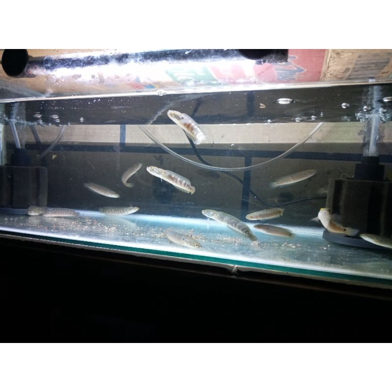 asiatica RS pure 6-8cm