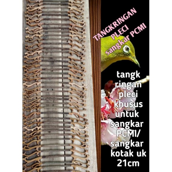 Tangkringan Pleci sangkar PCMI