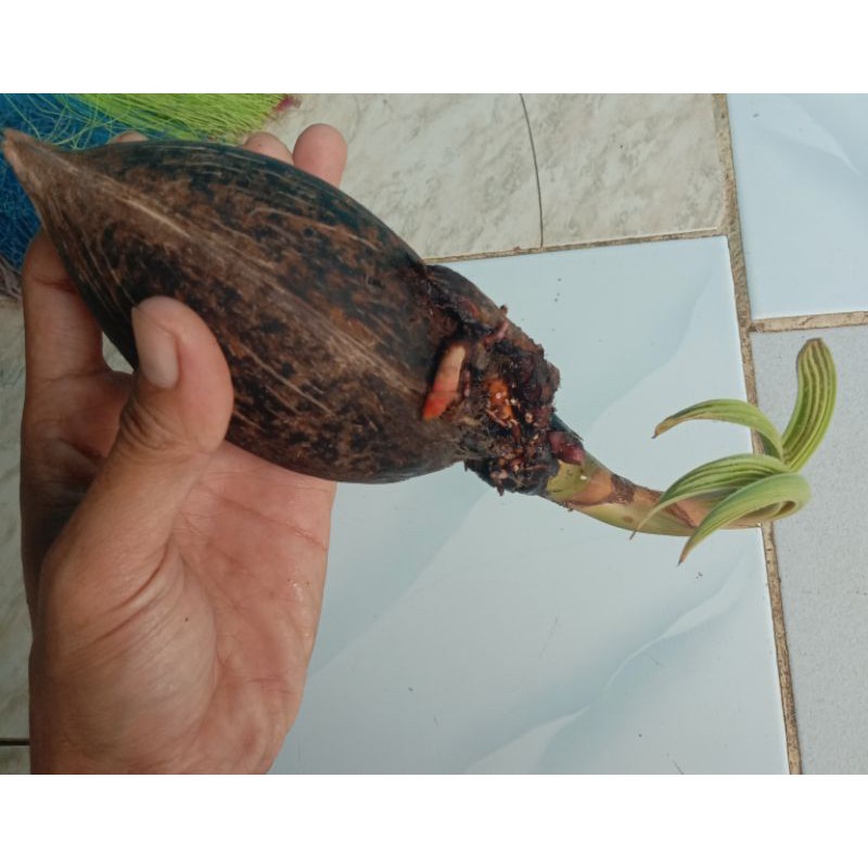 Kelapa lonjong minion daun kerdil/bahan bonsai kelapa wulung minion kelapa lonjong murah