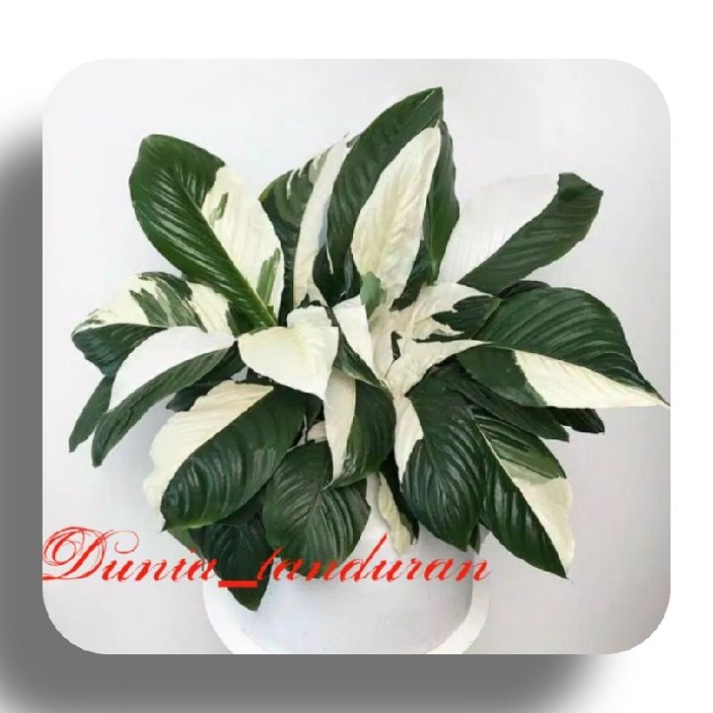 Image of Peace lily variegata #0