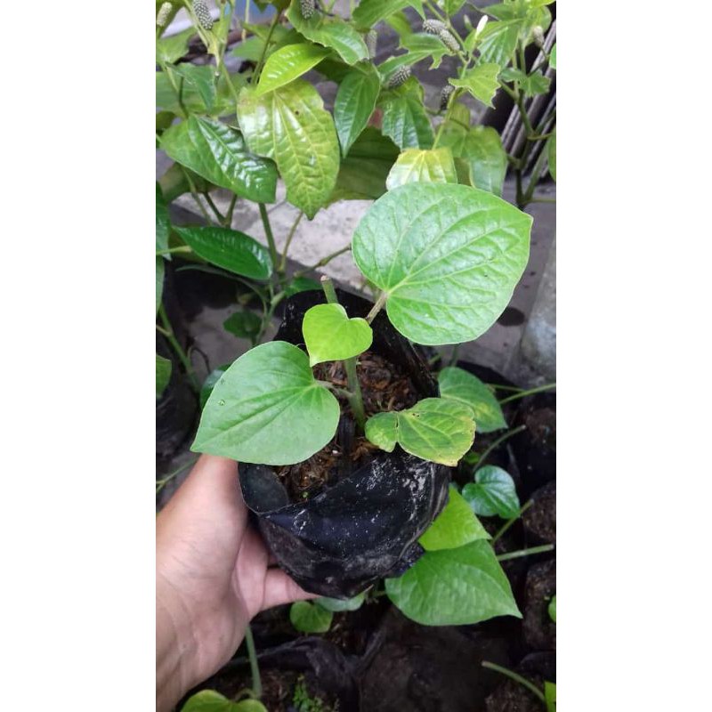 Tanaman Cabe Puyang/Cabe Jawa