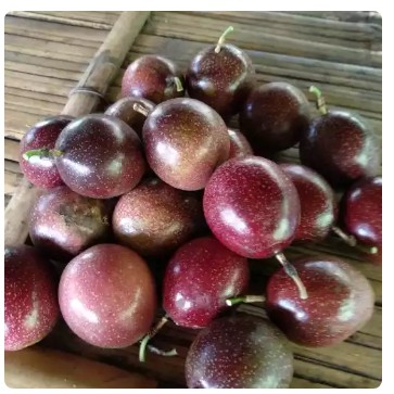

buah markisa ungu calestafruit