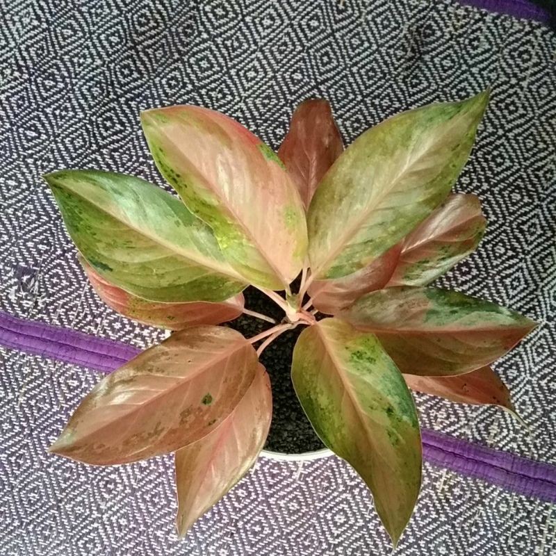 aglaonema golden baby