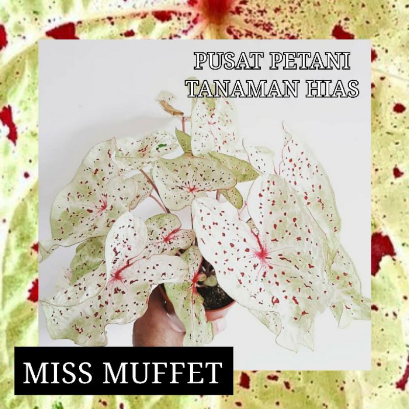 Umbi caladium Miss muffet bonggol keladi