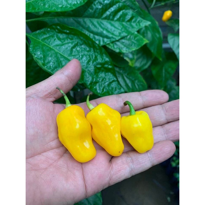 Benih Bibit Biji - Cabai Roxa Lantern Yellow Cabe Kuning Pepper Seeds