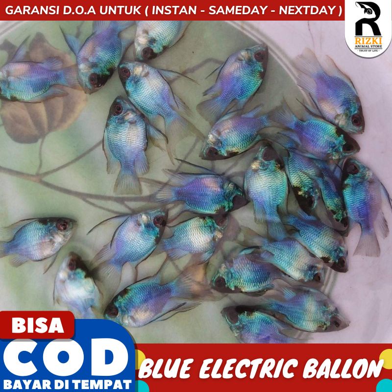 Mikrogeophagus Ramirezi Blue Electric Ballon Slayer