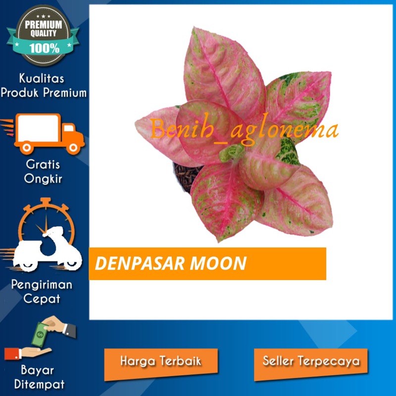 bibit bonggol aglonema Denpasar moon murah bonggol bunga aglonema