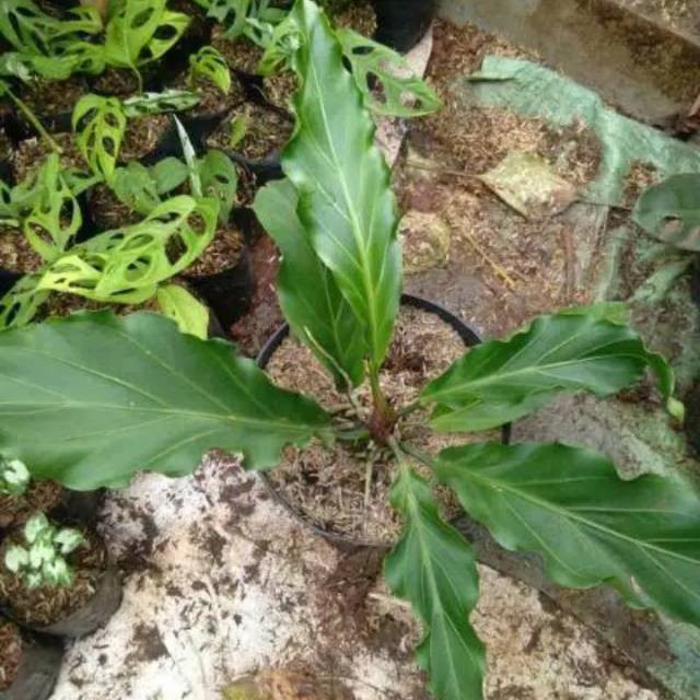 Tanaman hias anthorium anthurium wave of love gelombang cinta tanaman indoor