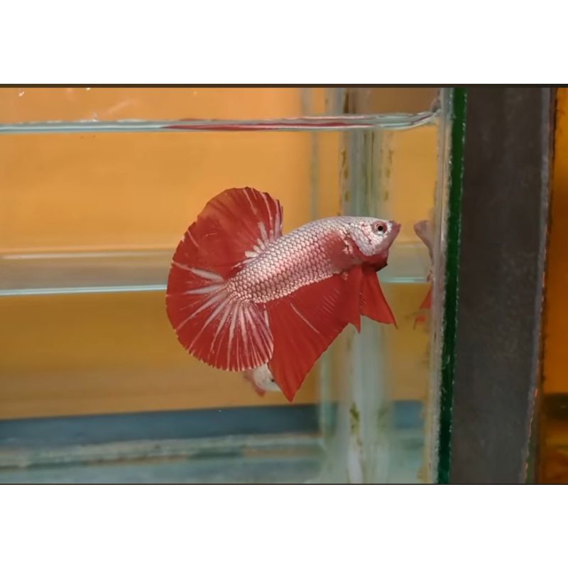 HMPK Bester/dragon terang
