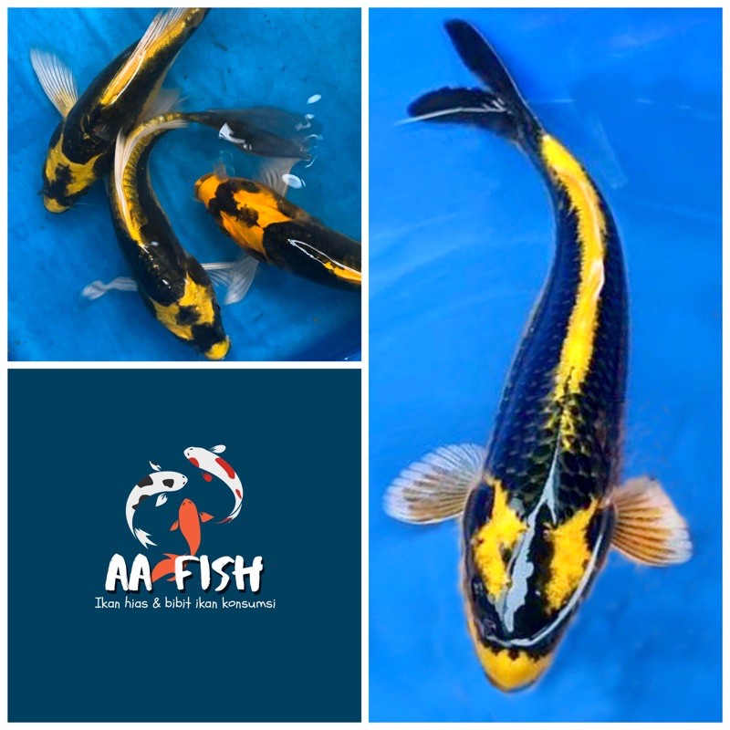 Ikan koi kin kabuto - ikan hias - ikan koi