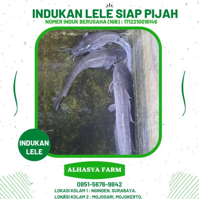 [Sale] Indukan Lele Berkualitas Indukan Lele Siap Pijah [Terlaris]